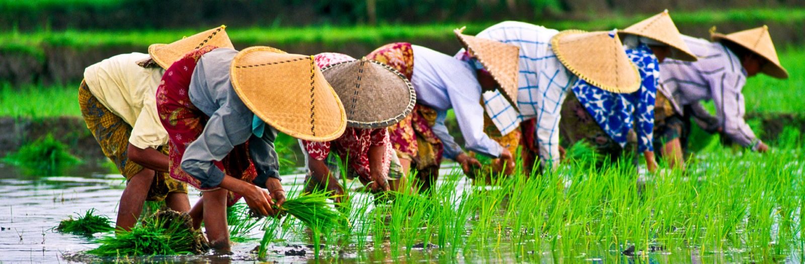 Mekong Adaptation and Resilience to Climate Change