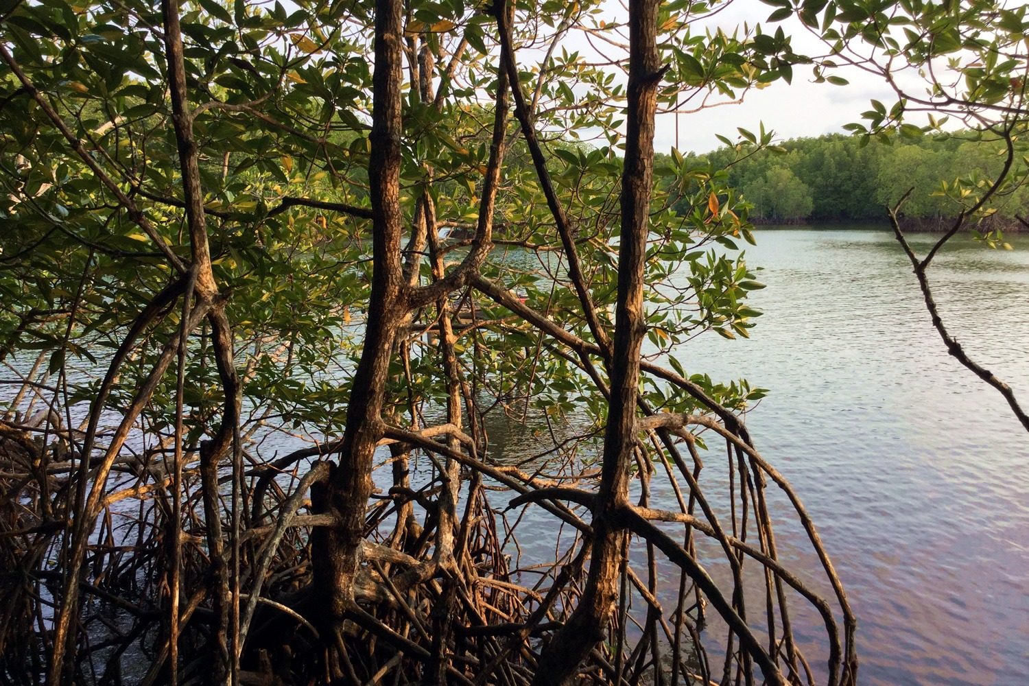 Mangrove forest restoration, Koh Kong