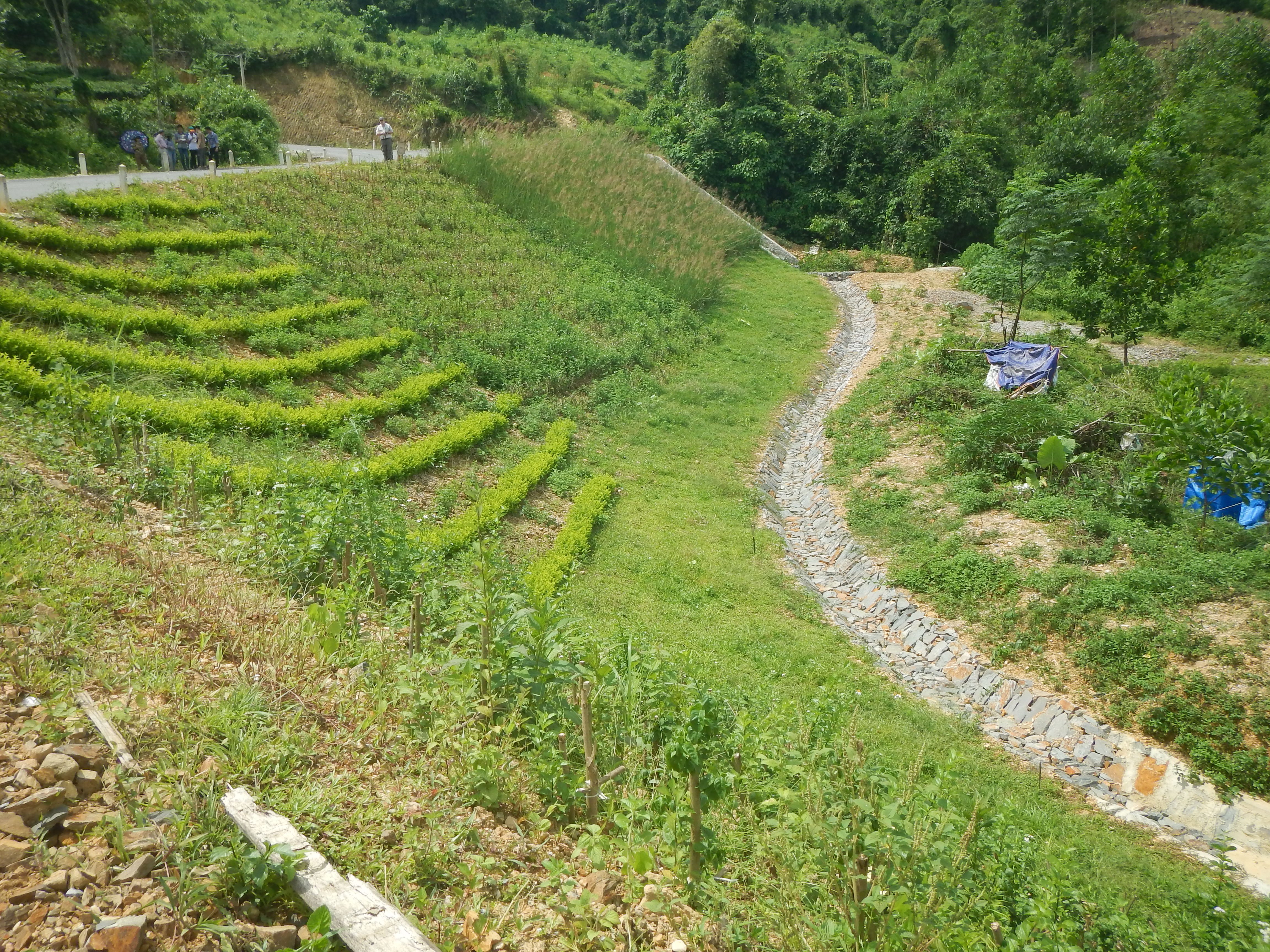 Bioengineering demonstration protecting roadside slope in Thai Nguyen Province, Vietnam