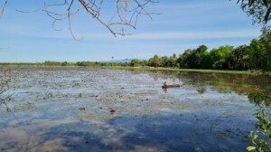 Figure 2: Boeung Khnar lake (Photo by ICEM)